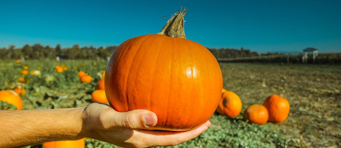 I benefici della zucca